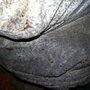 Photo of Katch All Pest Control