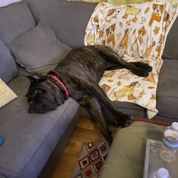 JM Pet Resort & Veterinary Clinic - Molly