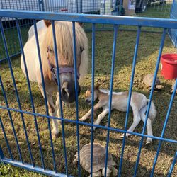 Johnson County Fair