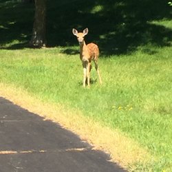 Casperson Park - Spotted a baby dear while Walking through casperson Park