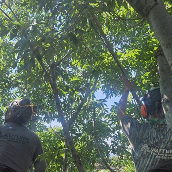 Autumn Tree, Lawn and Landscape - two men cutting branches - Tree Services Near Me - Golden, Colorado Autumn Tree, Lawn and Landscape - two men cutting branches - Tree Services Near Me - Golden, Colorado