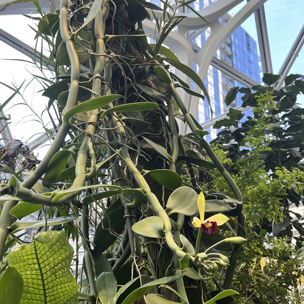 Amazon Spheres - It has been 5 years since this one bloomed! - Botanical Gardens Near Me - Seattle, Washington Amazon Spheres - It has been 5 years since this one bloomed! - Botanical Gardens Near Me - Seattle, Washington