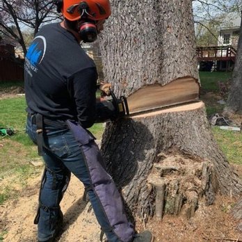 Gardner Tree Service - Tree Services Near Me - Naples, Maine