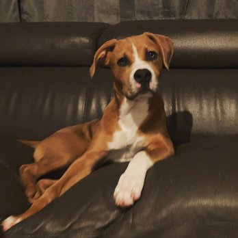 Karma Dog Training - Pet Training Near Me - Carrollton, Texas