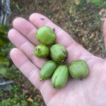 Edible Landscaping - Hearty kiwis! Wonderfully tasty little fruit and some of the many you can sample in season. - Nurseries & Gardening Near Me - Afton, Virginia