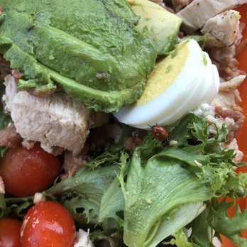 Salad and Go - A bug in my salad - Salad Near Me - Phoenix, Arizona Salad and Go - A bug in my salad - Salad Near Me - Phoenix, Arizona