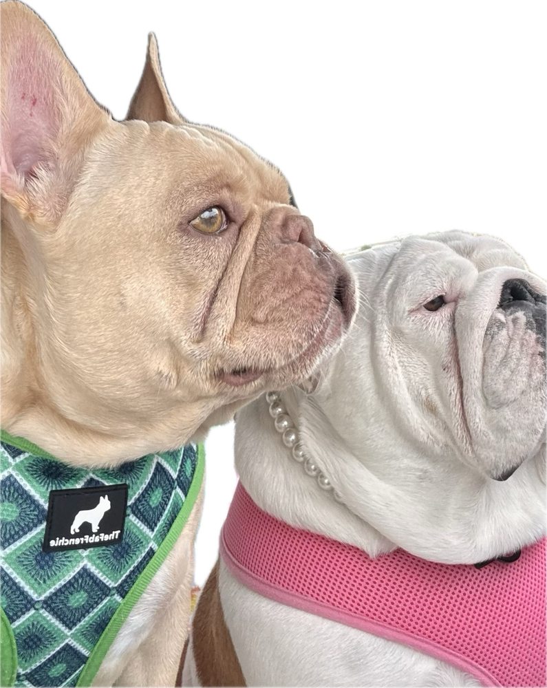 Porters Neck Veterinary Hospital Image