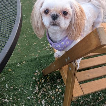 Charming Pet Rescue - Pet Adoption Near Me - Boerne, Texas