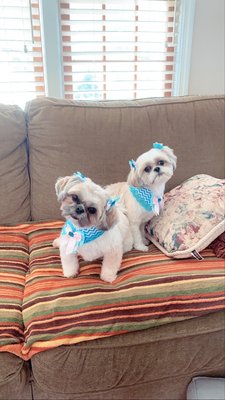 Dogue Grooming & Pet Boutique by null