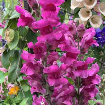 The Flower Fields - Venues & Event Spaces Near Me - Carlsbad, California The Flower Fields - Venues & Event Spaces Near Me - Carlsbad, California