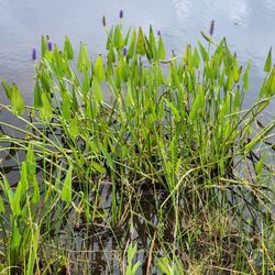 Back Bay National Wildlife Refuge - Plants, flowers, birds, turtles, river otters! I loved it!