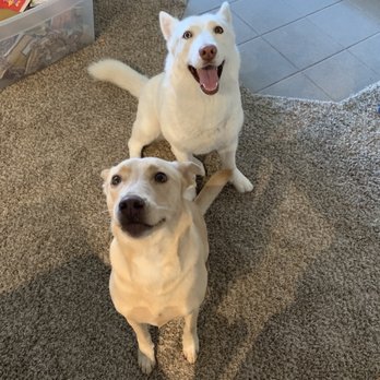PetSuites Chisholm Trail - Abby and Austin - Pet Training Near Me - Fort Worth, Texas