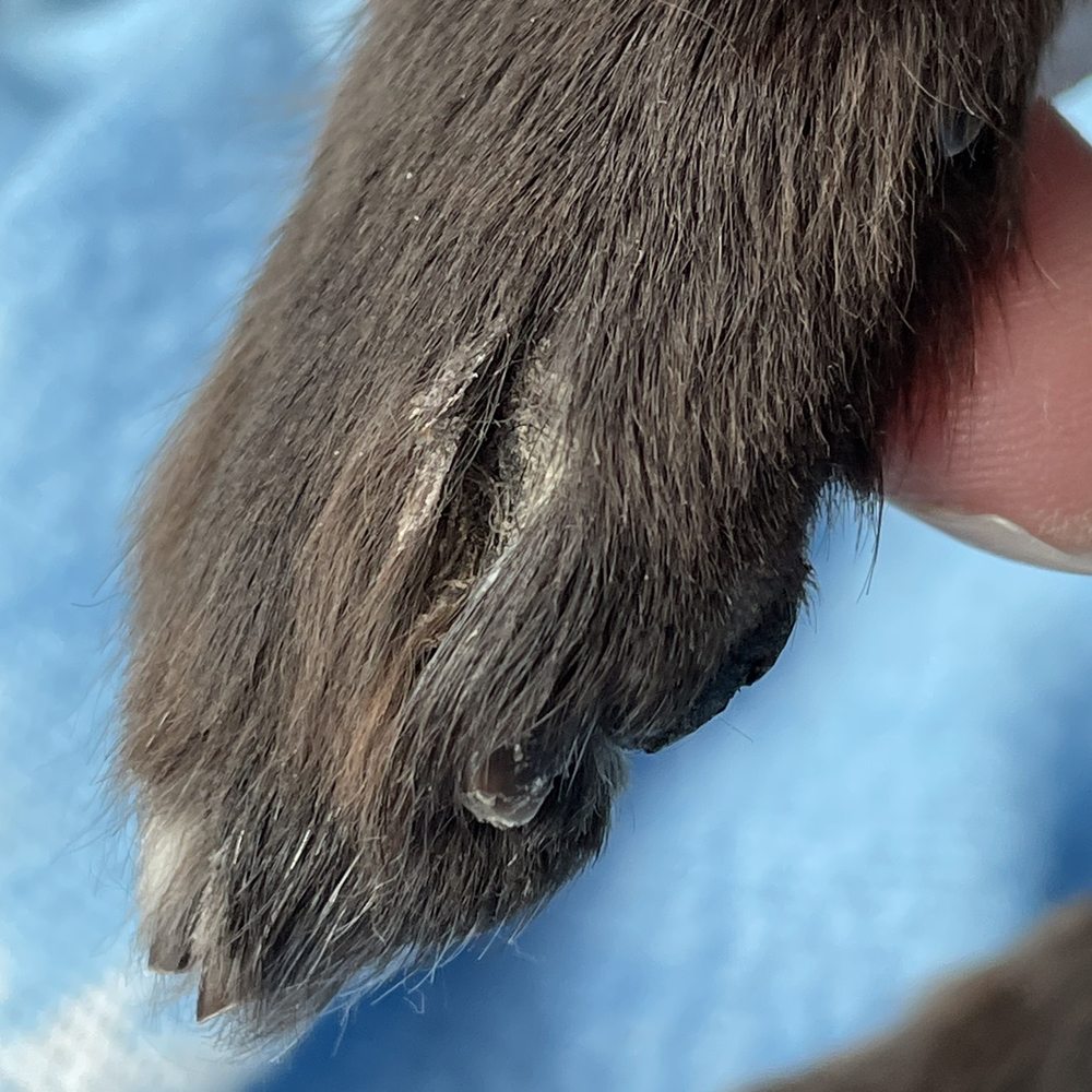 Dog Krazy - Pet Groomers Near Me - Fredericksburg, Virginia
