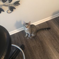 Help Save Pets - My little Peanut