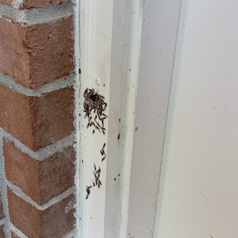 Meridian Property Management - Bugs - Property Management Near Me - Memphis, Tennessee Meridian Property Management - Bugs - Property Management Near Me - Memphis, Tennessee