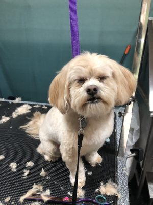 Seattle Dog Boarding by null
