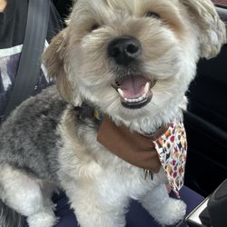 That Dog Lady - Handsome Hank the tank