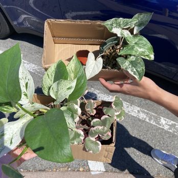 Leaf and Vine - Nurseries & Gardening Near Me - Campbell, California