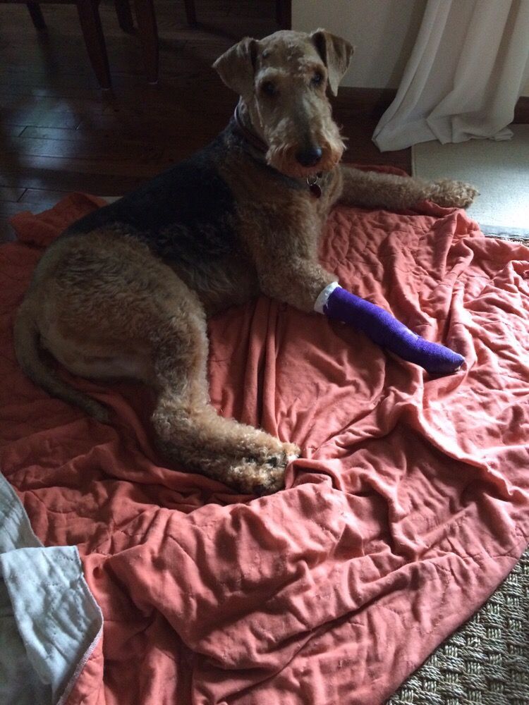 SPRING VALLEY KENNEL Updated September 2024 10954 Blackhawk Dr