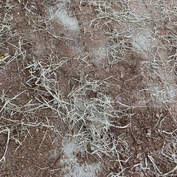 LawnTech Landscaping - Lots of areas with improperly spread seed. Sparse straw. - Lawn Services Near Me LawnTech Landscaping - Lots of areas with improperly spread seed. Sparse straw. - Lawn Services Near Me