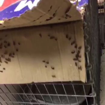 Stella Link Animal Clinic 16 Reviews Veterinarians 9809 Stella Link Rd Houston Tx Phone Number