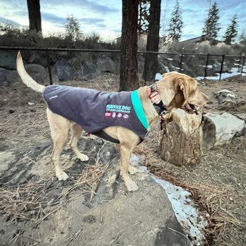 Ruffwear Retail Store - Emma in her custom Stumptown Twilight Gray coat - Pet Stores Near Me - Bend, Oregon Ruffwear Retail Store - Emma in her custom Stumptown Twilight Gray coat - Pet Stores Near Me - Bend, Oregon