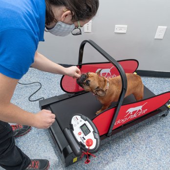 Patrick's Pet Care - Burning off those pandemic pounds - Pet Training Near Me - Washington, DC, District of Columbia
