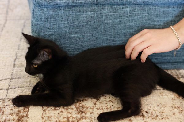 Meows Rakuen by null