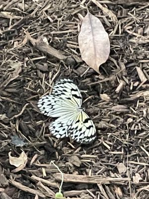 Cockrell Butterfly Center by null