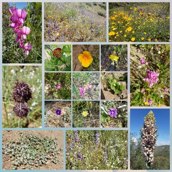 Three Sisters Falls - Most of the wild flowers in this area right now - Hiking Near Me - Julian, California Three Sisters Falls - Most of the wild flowers in this area right now - Hiking Near Me - Julian, California