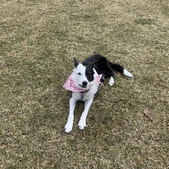 Doggie Diamond Pet Services - Annie , rescue border collie 12 years young - Pet Boarding Near Me Doggie Diamond Pet Services - Annie , rescue border collie 12 years young - Pet Boarding Near Me