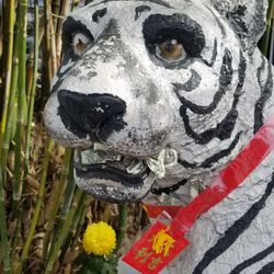 America Vietnam Chinese Friendship Association