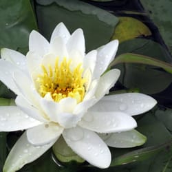 Boundary Waters Guide Service LLC - The beauty of nature and wildlife abounds in the BWCAW.