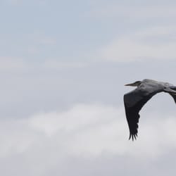 Pebble Cove Farm - Blue heron in flight