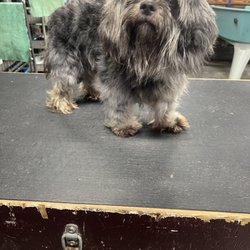 Soiled to Spoiled Animal Grooming - Before picture of a spa day