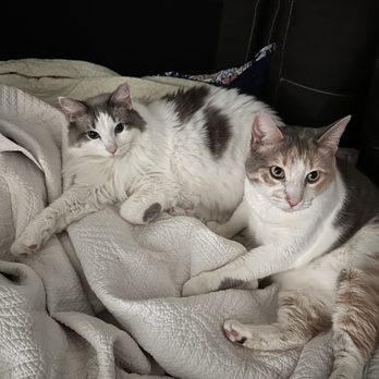 Fresh Paws on the Go - Percy the Ragdoll & Ginny the Calico - Pet Groomers Near Me