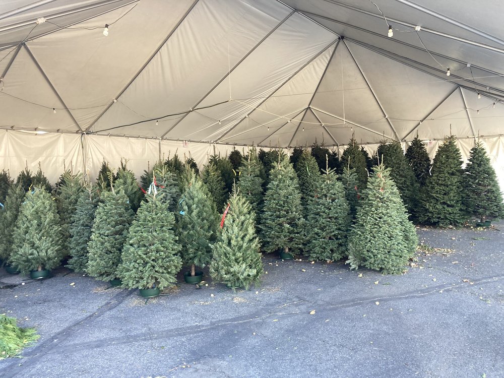 TINA’S TREES 14 Photos & 14 Reviews 24201 Valencia Blvd, Santa