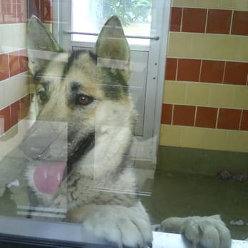 San Antonio Humane Society - Pick me! - Animal Shelters Near Me - San Antonio, Texas