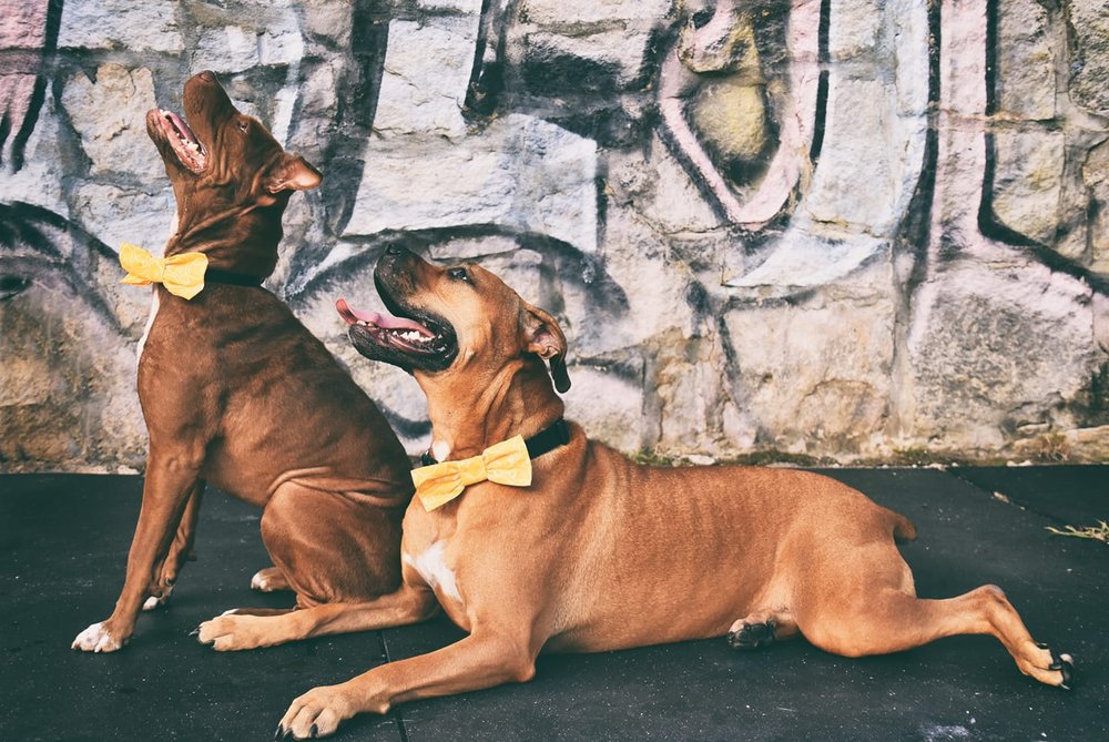 Pet Sitting LITTLE PAW BIG HEART Request Information 15 Photos