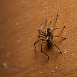 Holley's Four Seasons Pest Solutions