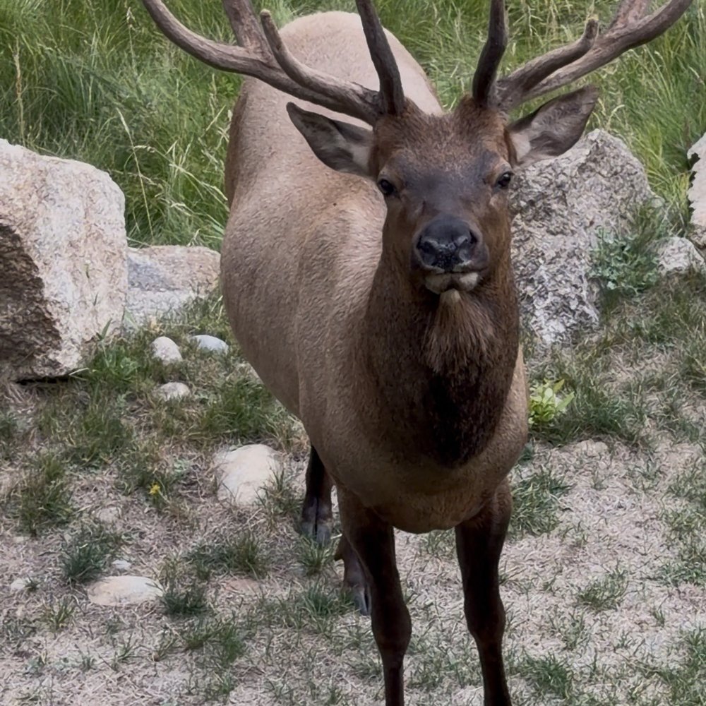 Riverview Pines - Kevin even came to visit right under our deck! - Vacation Rentals Near Me - Estes Park, Colorado Riverview Pines - Kevin even came to visit right under our deck! - Vacation Rentals Near Me - Estes Park, Colorado