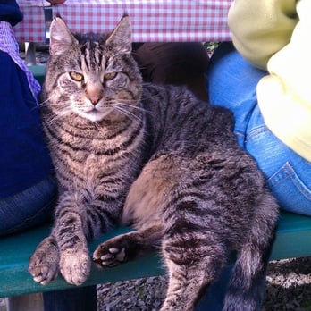 The Cottages at La Honda Park - Cosmo joins us in the picnic area. - Hotels Near Me - Murphys, California The Cottages at La Honda Park - Cosmo joins us in the picnic area. - Hotels Near Me - Murphys, California