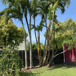 TLC of South Florida