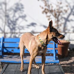 Brisbane Dog Park