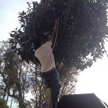 Climbers Tree Services - Climbers Tree Services - Tree Services Near Me - Los Angeles, California Climbers Tree Services - Climbers Tree Services - Tree Services Near Me - Los Angeles, California