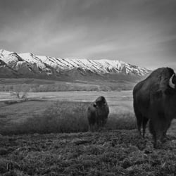 American West Heritage Center - Buffalo at The American West Heritage Center (Wellsville, UT)