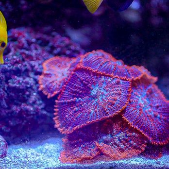Clearwater Reef Design - Aquarium Services Near Me Clearwater Reef Design - Aquarium Services Near Me