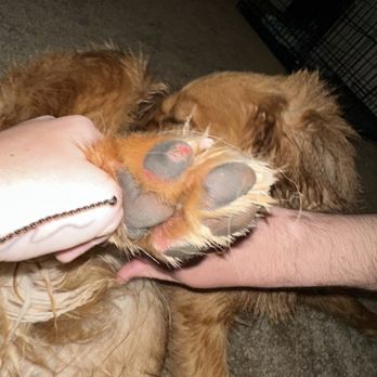 Mutty Paws - Raw paw pads. - Pet Groomers Near Me - Watkinsville, Georgia Mutty Paws - Raw paw pads. - Pet Groomers Near Me - Watkinsville, Georgia