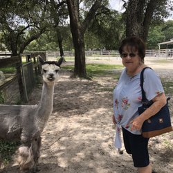 Funny Farm Alpacas - Hello from Locanto- please come to visit us.