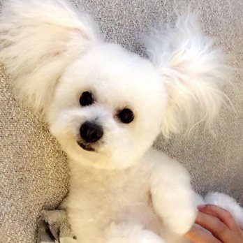 Barking Beauties Mobile Salon - Pet Groomers Near Me Barking Beauties Mobile Salon - Pet Groomers Near Me